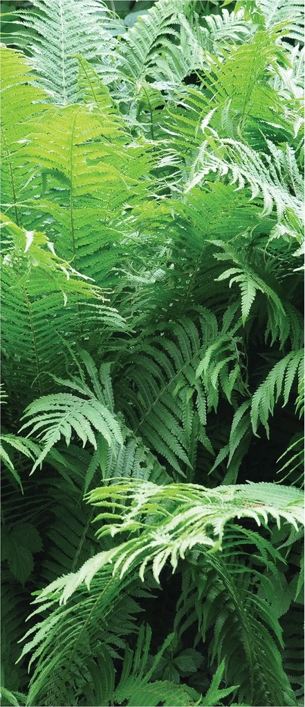 Fotótapéta flizelina Páfrány Zöld elegancia és a természet nyugalma 91x211 +ragasztó