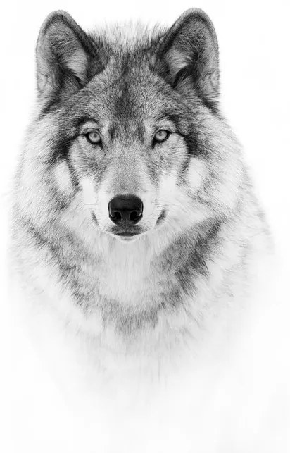 Fotográfia Portrait of a Timber Wolf, Jim Cumming