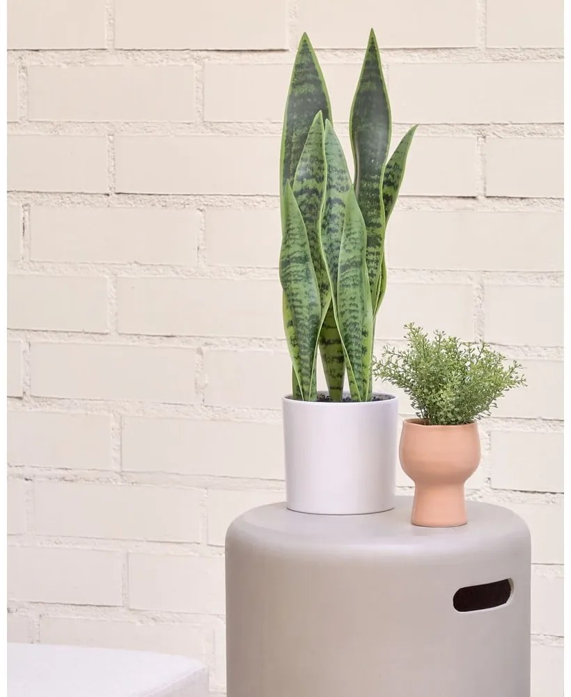 Műnövény (magasság 55 cm) Sansevieria – Kave Home