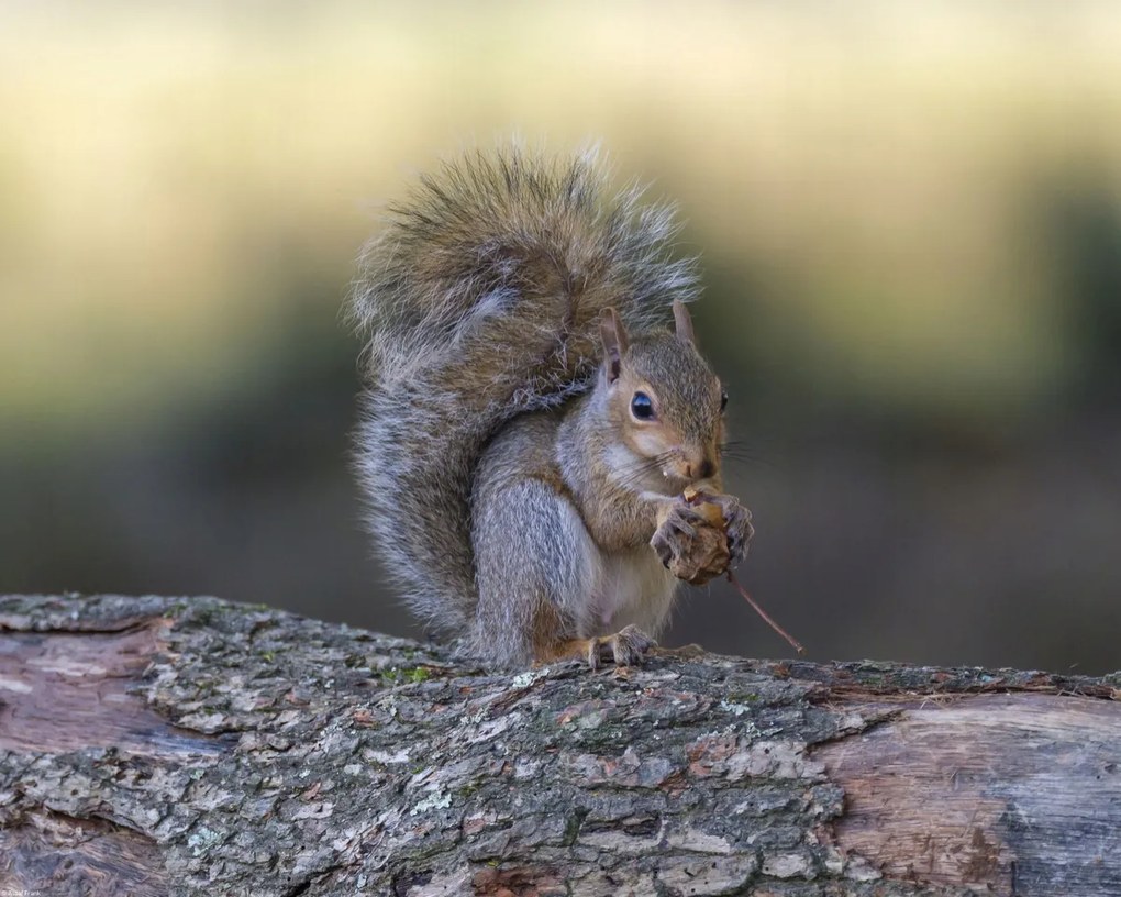 Poszter 50x40cm Diót evő mókus, Assaf Frank