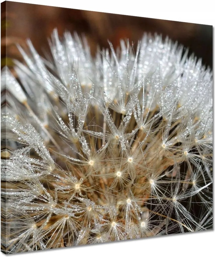 Vászonkép 40x40 Pitypang Virág Virágok