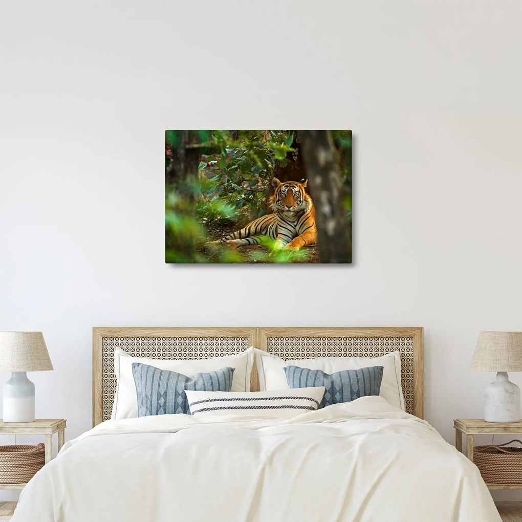 Pihenő tigris képe (70x50 cm)