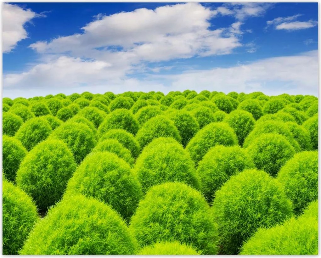 Poszterek 50x40 Zöld tekintet Völgy