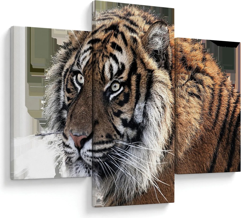 Tigris képe (90x60 cm)