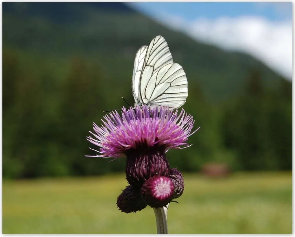Poszterek 50x40 Fehér káposzta