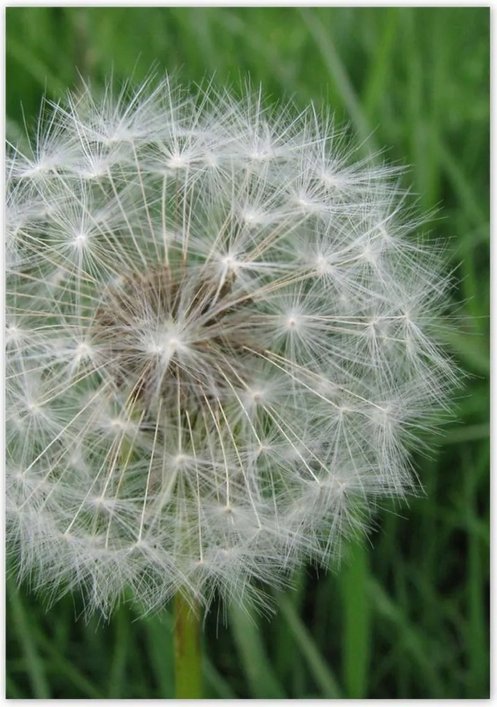 Poszterek 70x100 Pitypang Virág Virágok