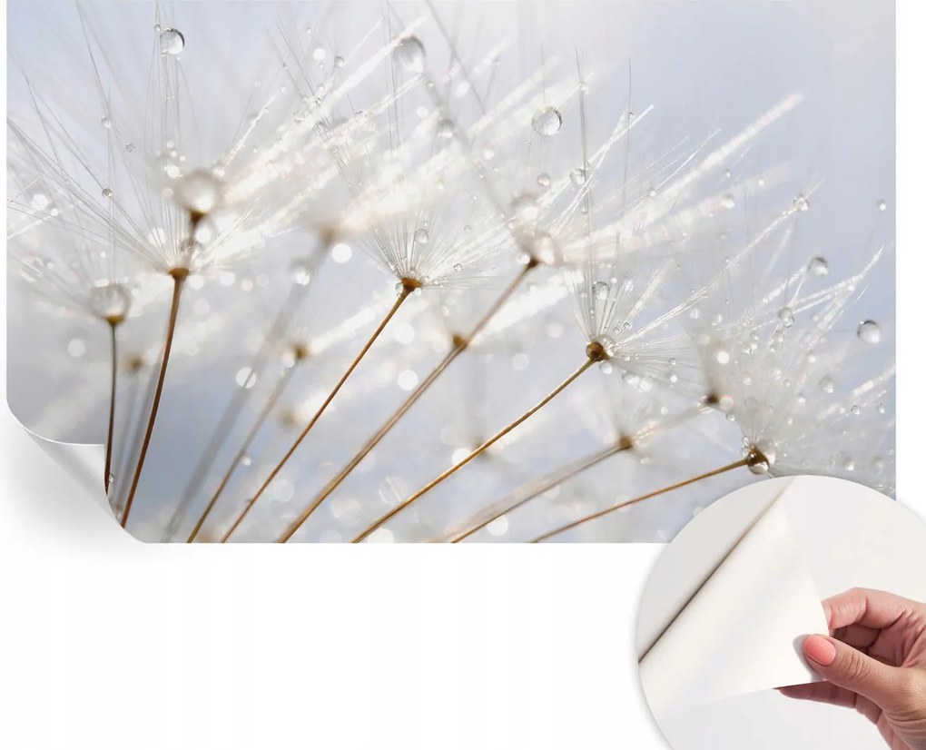 Dekoratív öntapadós fotótapéta Rosa pitypang irodába 416x254 cm