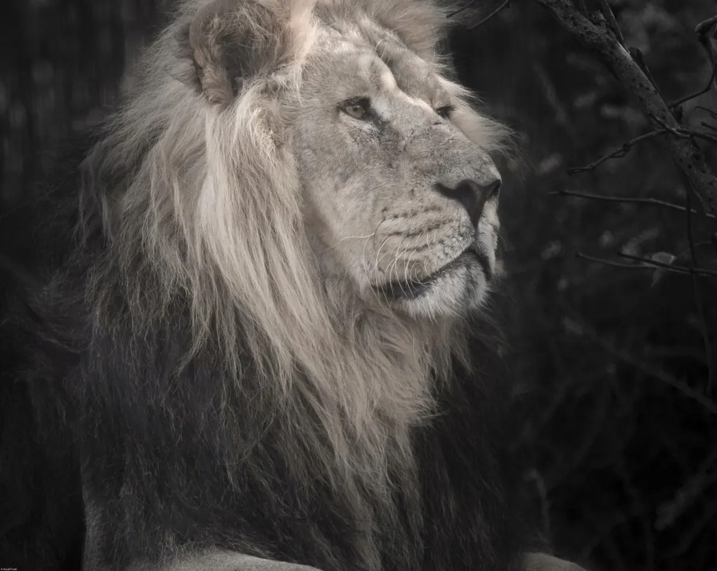 Poszter 76x60,5cm Oroszlán, Assaf Frank