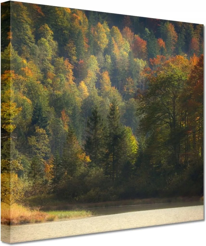 Vászonkép 60x60 Erdei táj Kilátás