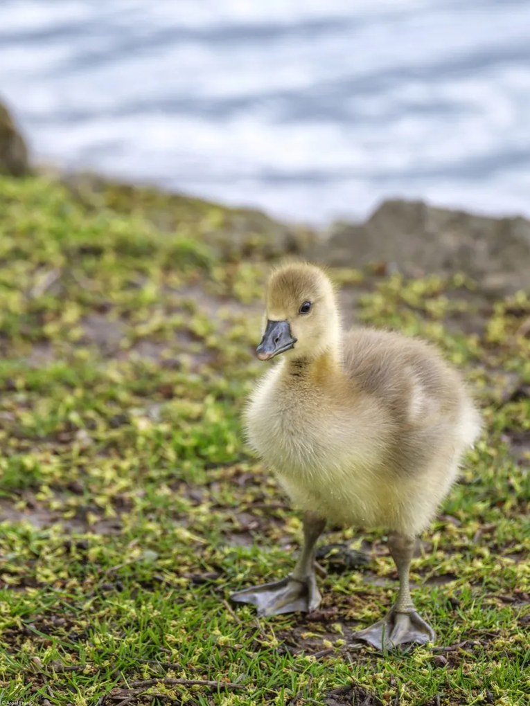 Poszter 30x40cm Gosling, Assaf Frank