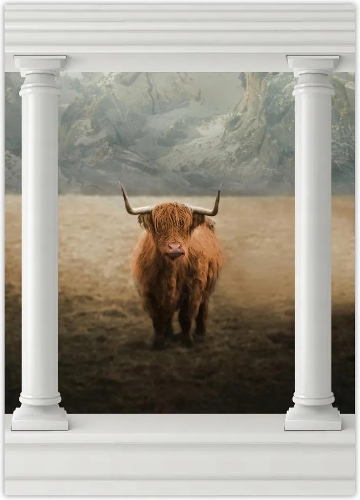 Poszterek 50x70 Skót tehén szarvasmarha