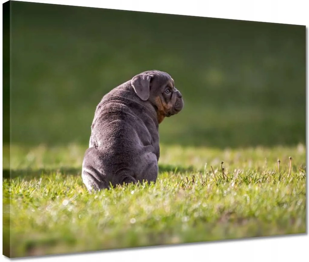 Vászonkép 40x30 Kutya Kutyák