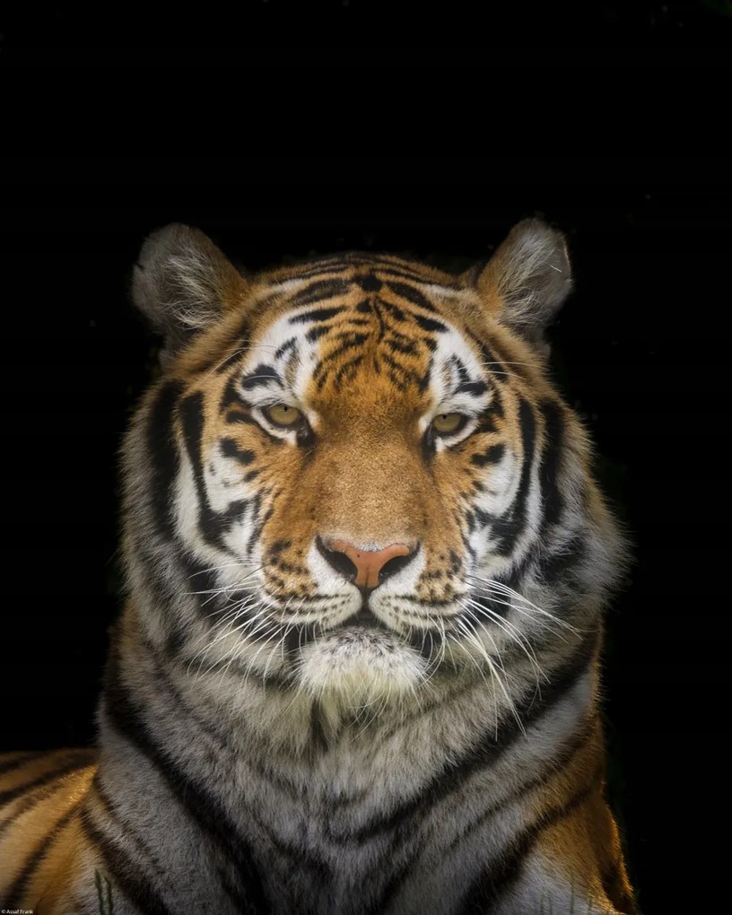 Poszter 40x50cm Tigris, Assaf Frank