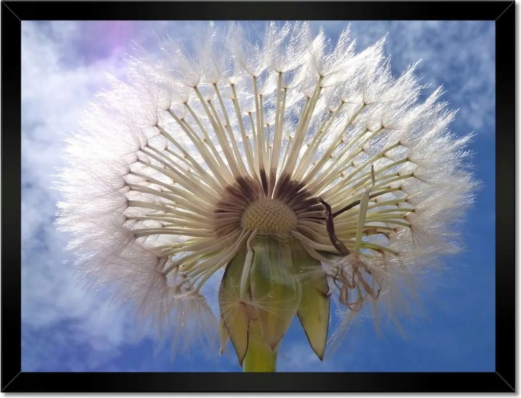 Poszterek keretben 40x30 Pitypang Virág Virágok