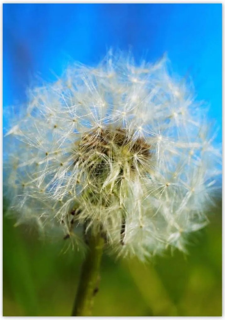 Poszterek 70x100 Pitypang Virág Virágok