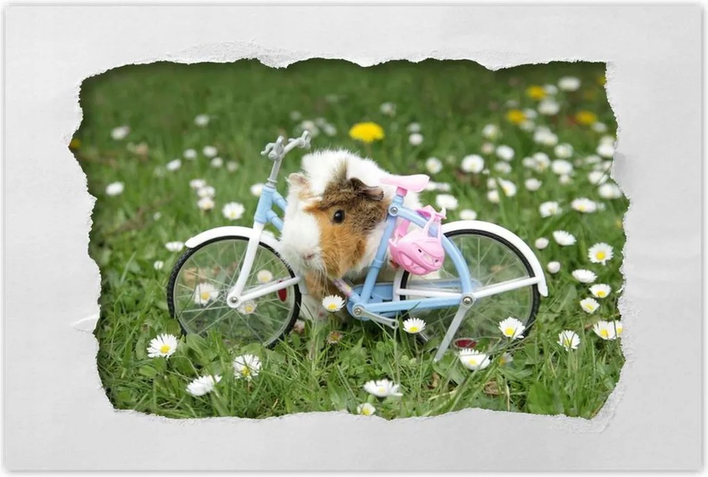 Poszterek 120x80 Tengerimalac a réten