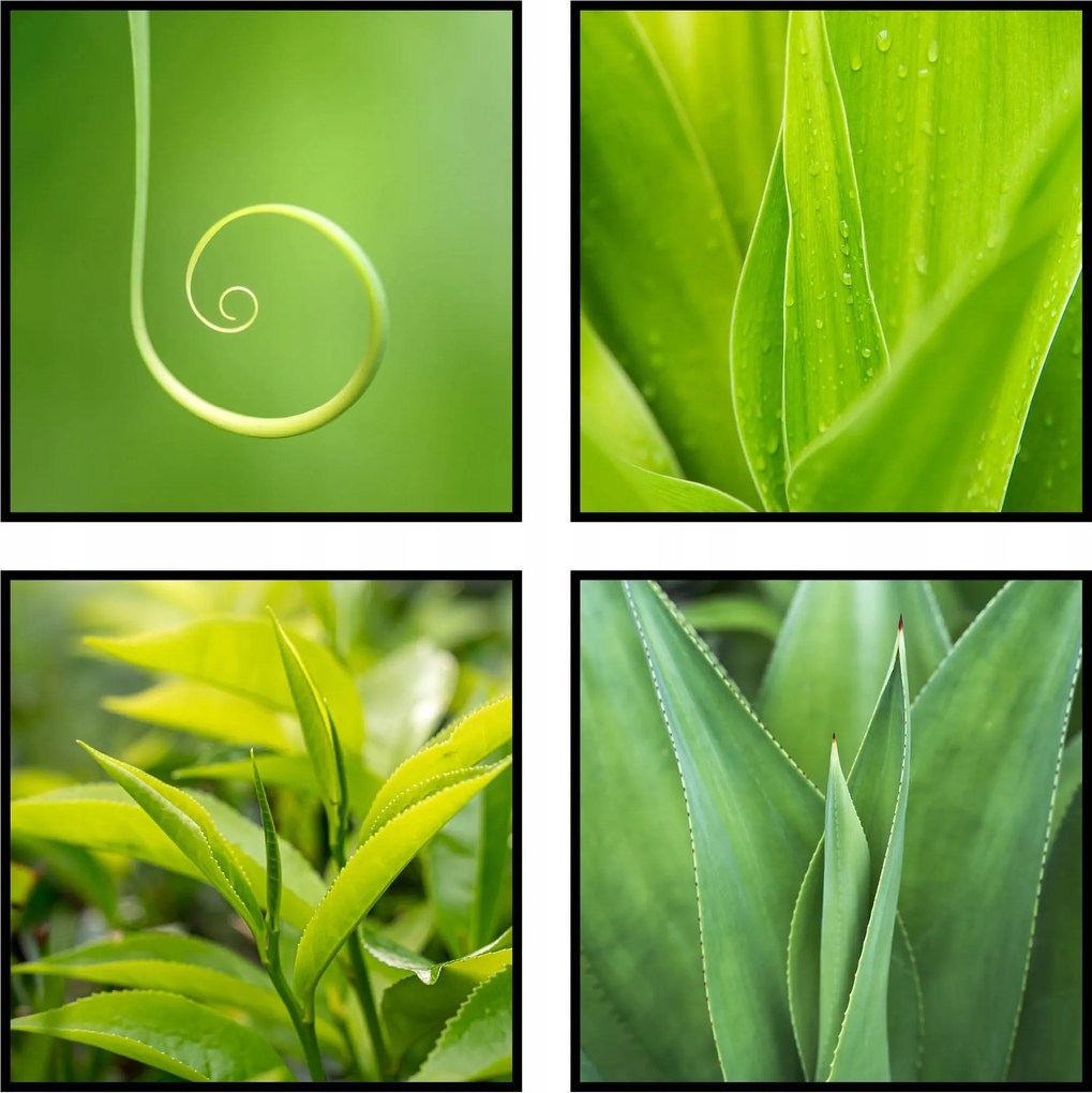 Növények fű botanika poszter négyzet 4x 20x20cm