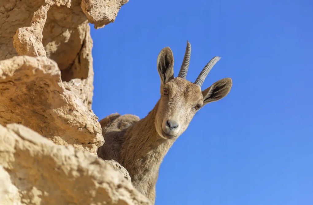 Poszter 91,5x60cm Ibex Nubiana 2, Assaf Frank