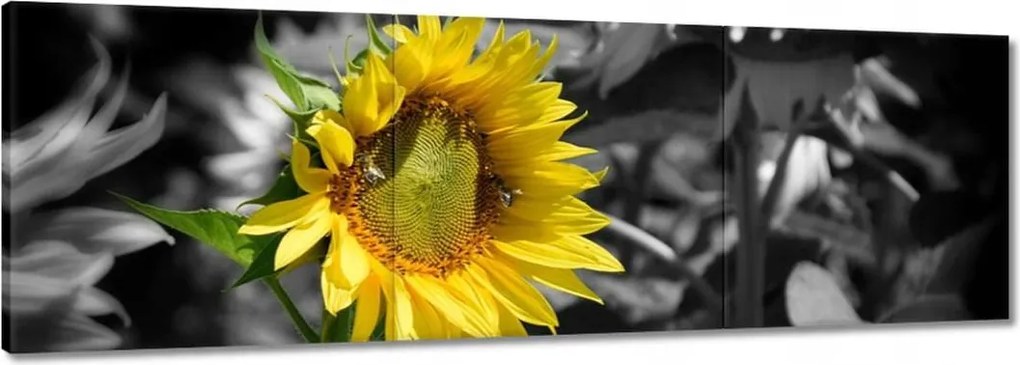 Vászonkép 90x30 Napraforgó