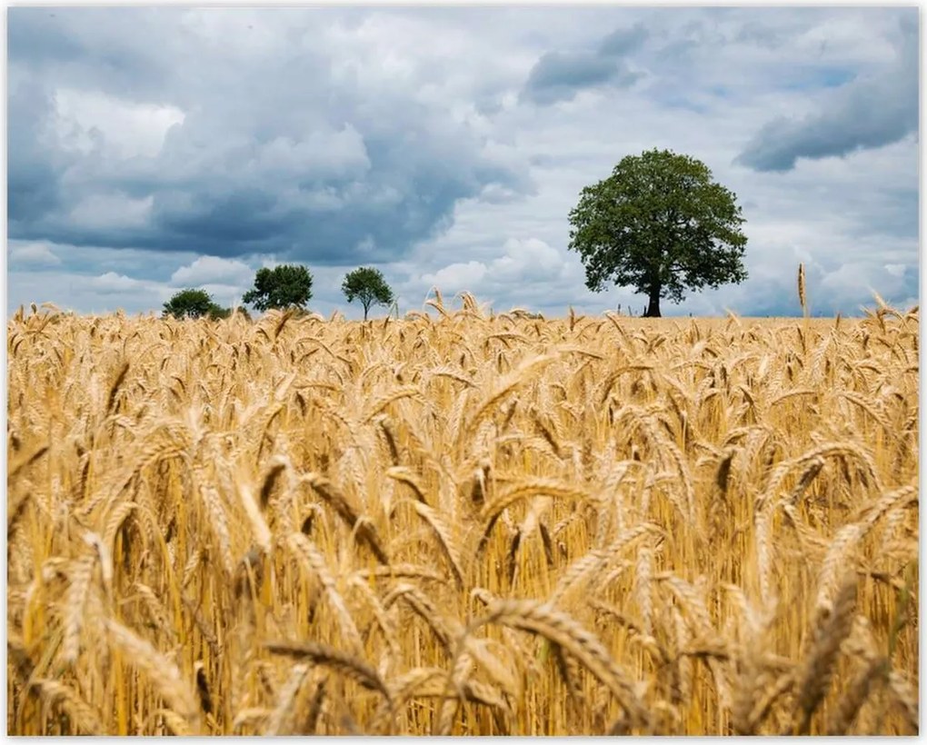 Poszterek 50x40 Aratás előtti mező Rozs