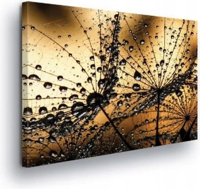 Vászonkép 100x75 Pitypang harmat cseppek makro természet arany meleg ragyogás