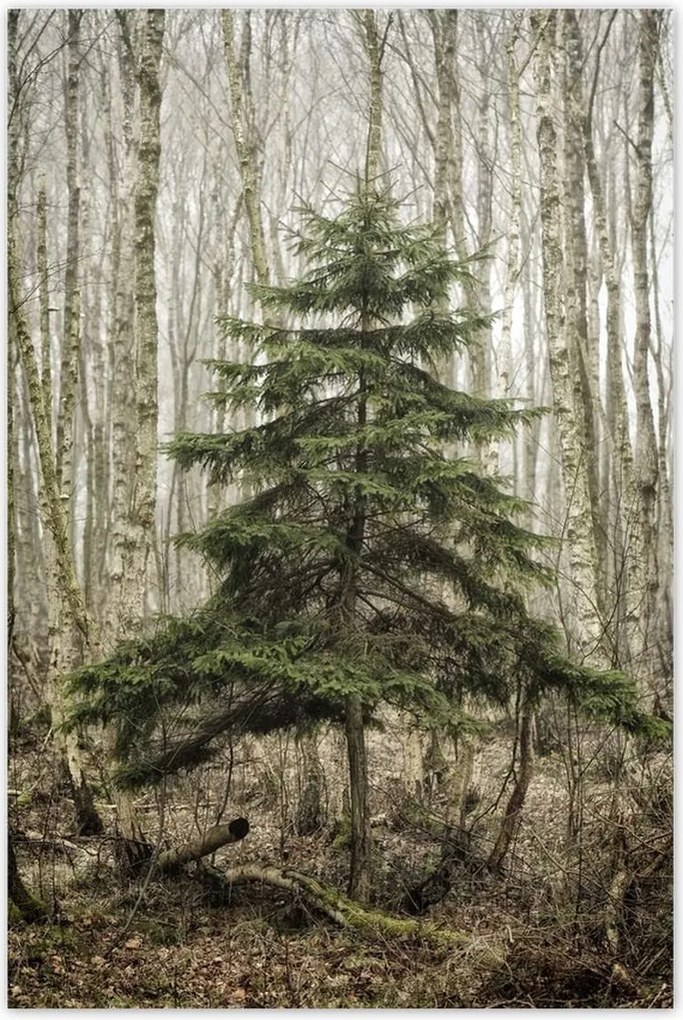 Poszterek 80x120 Fa Kilátás