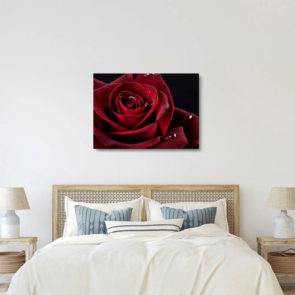 Kép - Vörös rózsa (70x50 cm)