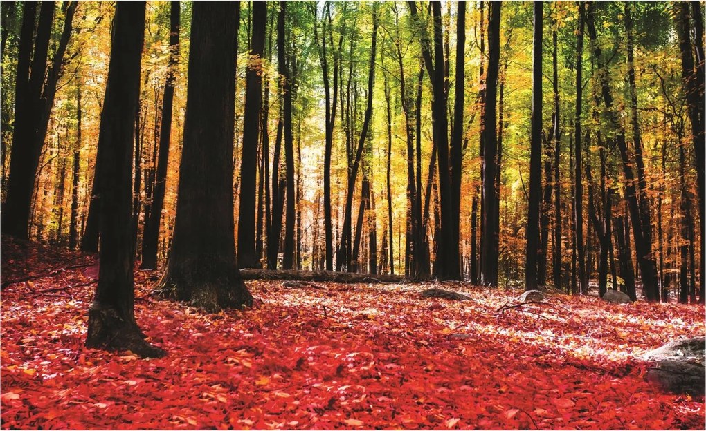 Fotótapéta flizelina Őszi erdő tájkép színek levelek nap 250x175 +ragasztó