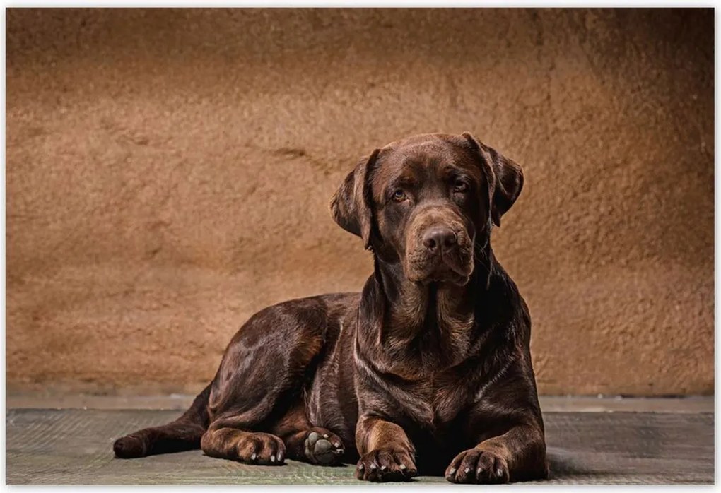 Poszterek 185x125 Barna barát Kutya