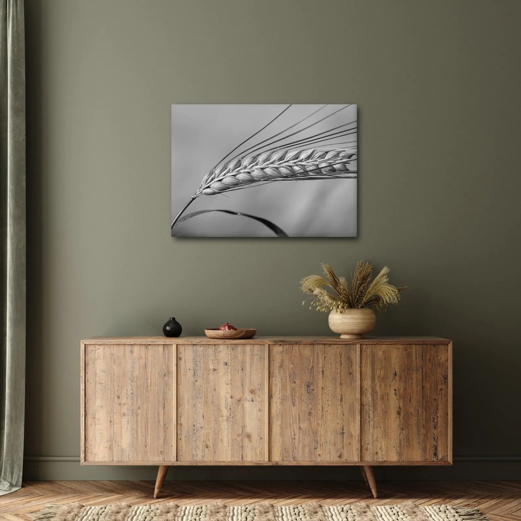 Kép - Búza, fekete-fehér (70x50 cm)