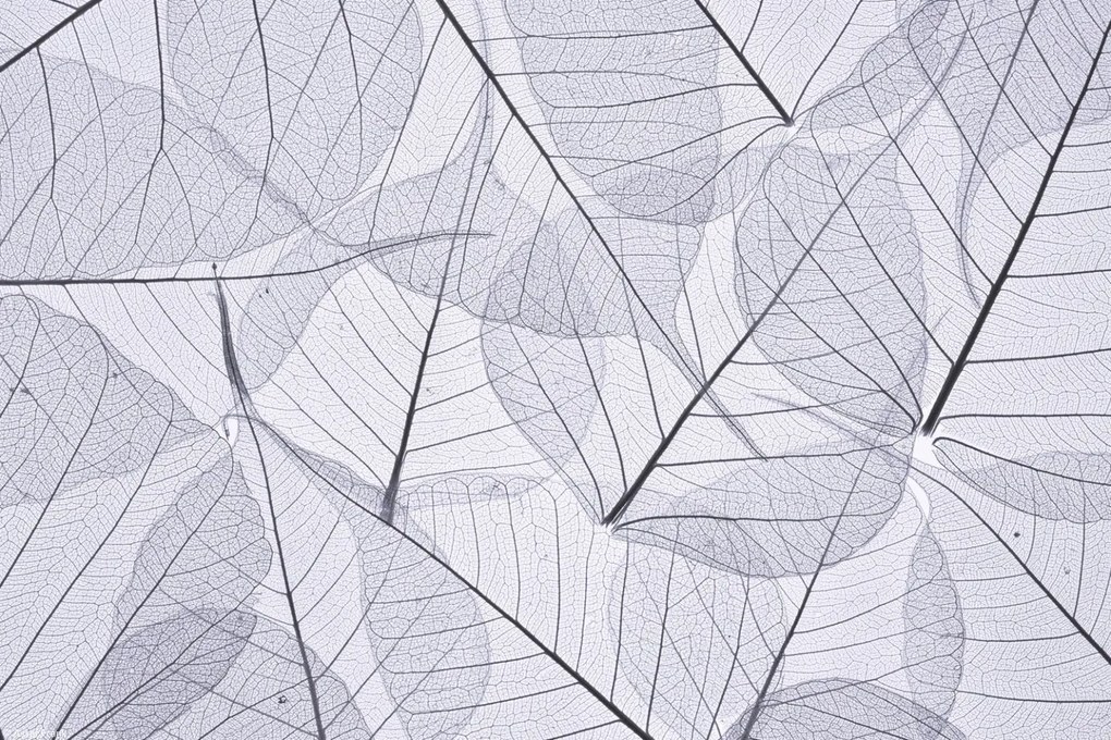 Poszter 30x20cm Csontváz levelek 2, Assaf Frank