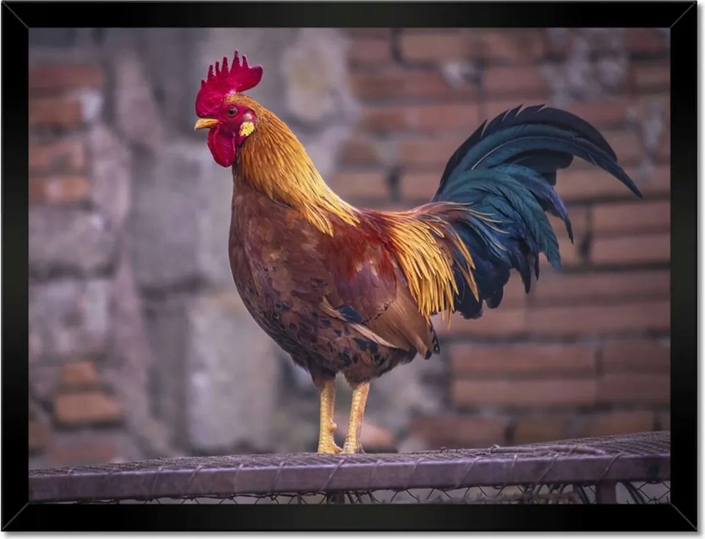 Poszterek keretben 40x30 Kakas Egy igazi harcos