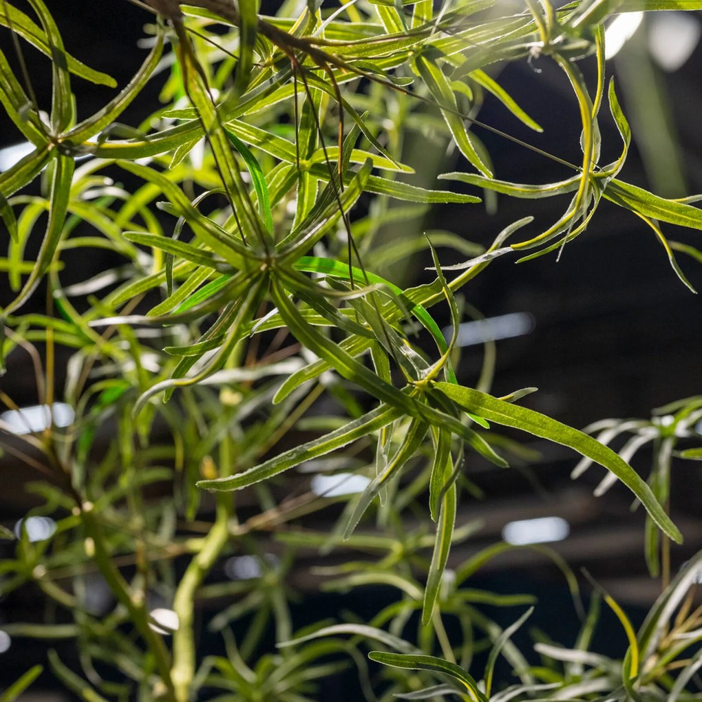 Pottery Pots Realisztikus műfa Queensland palackfa, több méretben - PotteryPots méret: H - ø 50 cm | m. 200 cm