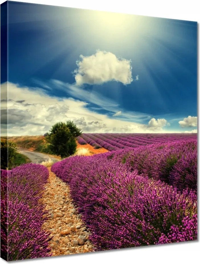 Vászonkép 40x50 Levendulamező