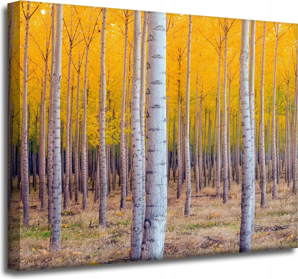 Nyírfa Ősz Sárga levelek vászonkép 50x40 cm Ajándéknak is tökéletes