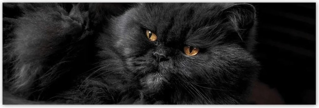 Poszterek 200x66 Cica Cicák