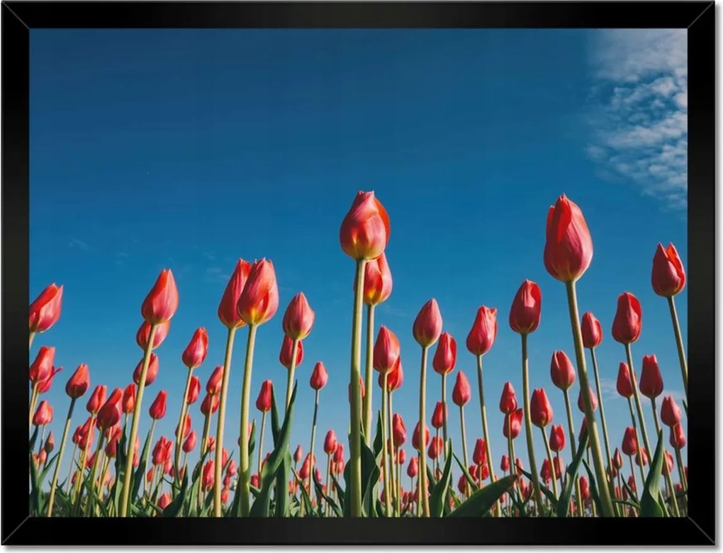 Poszterek keretben 40x30 Tulipánok Tájkép Tulipánok