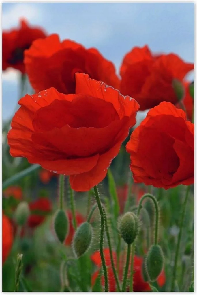 Poszterek 80x120 Mezei pipacsok az égbolt hátterében