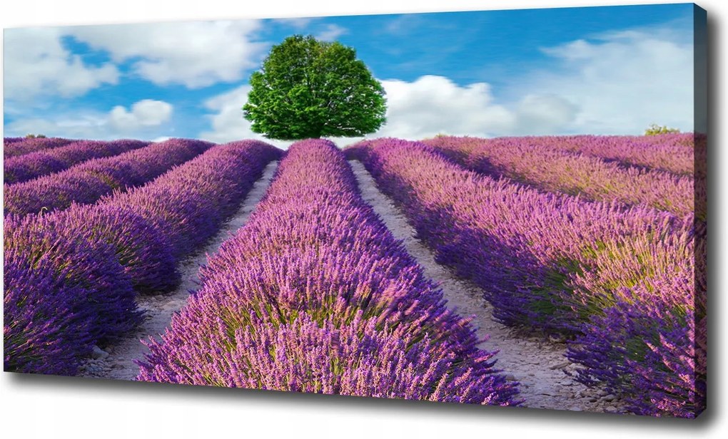 Nagyméretű vászonkép Levendulamező 100x70 cm