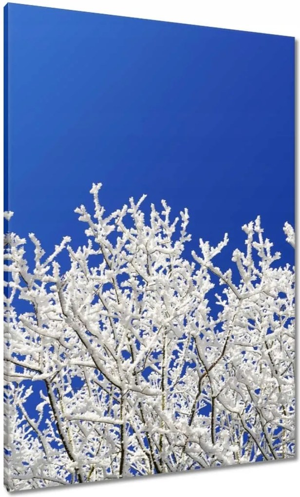 Vászonkép 70x100 Téli fa Dér Hó