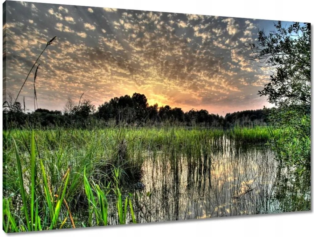 Vászonkép 90x60 Lápvidék