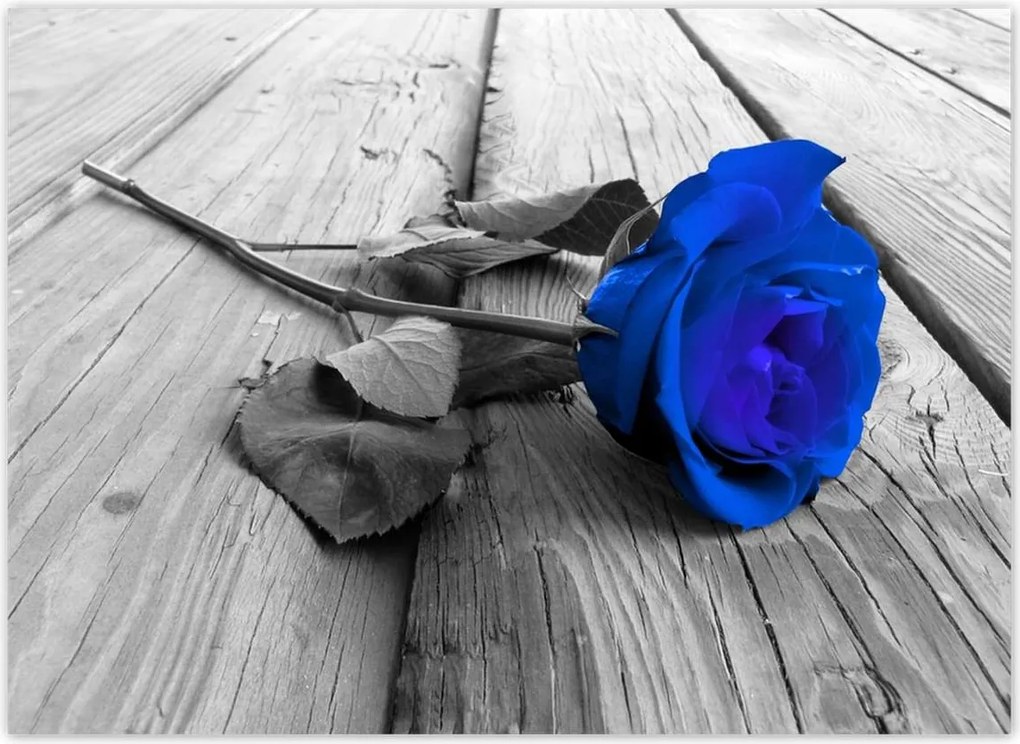 Fotótapéták 254x184 Kék rózsa Ajándék