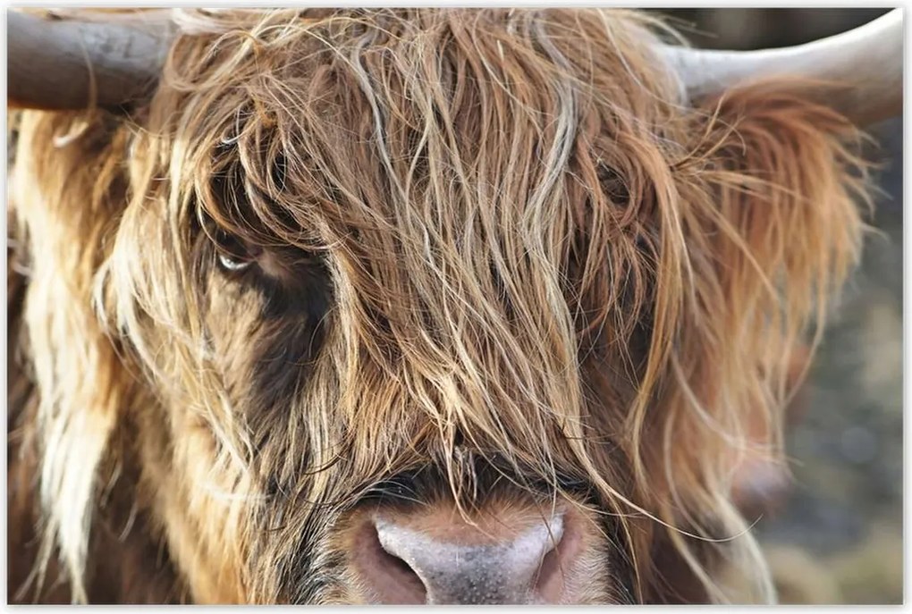 Poszterek 120x80 Skót tehén szarvakkal