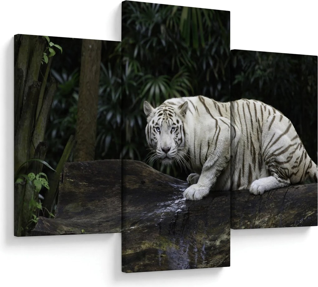 Kép - albínó tigris (90x60 cm)