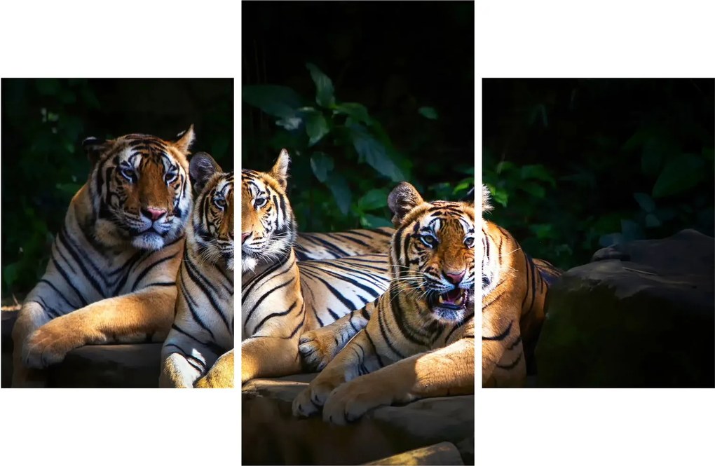 Kép - Tigris testvérek (90x60 cm)