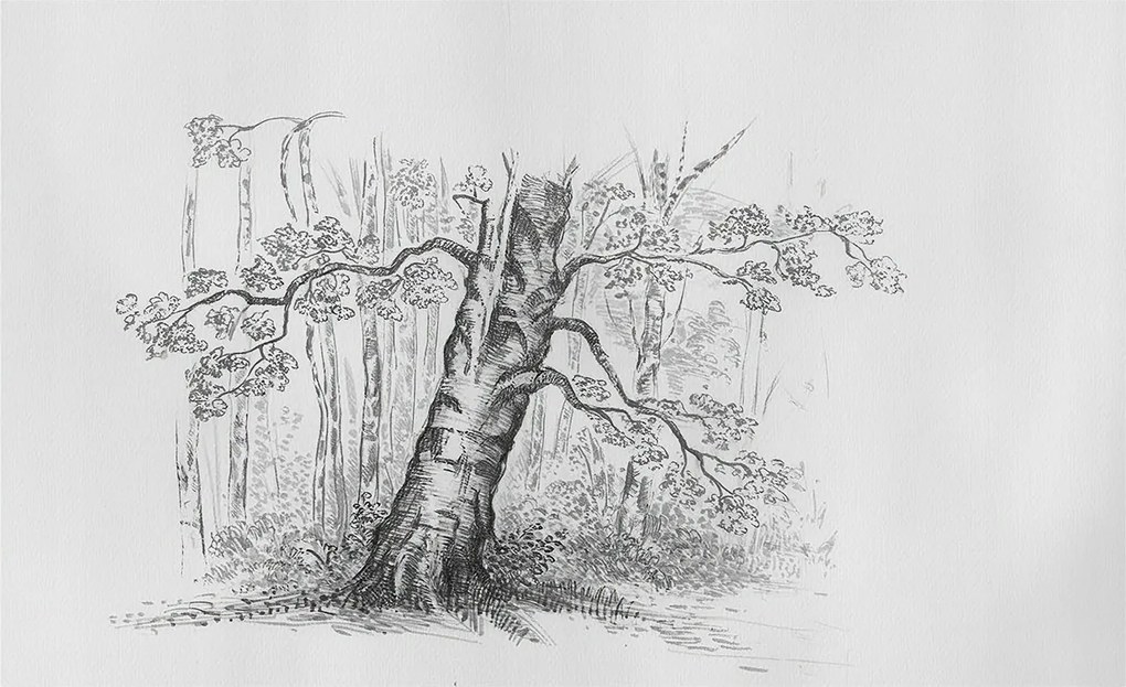 Dekoratív Fotótapéta Hálószobába Erdei fa 416x254 Ragasztó