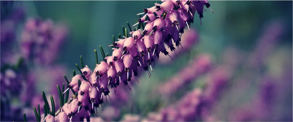 Levandula képe (120x50 cm)