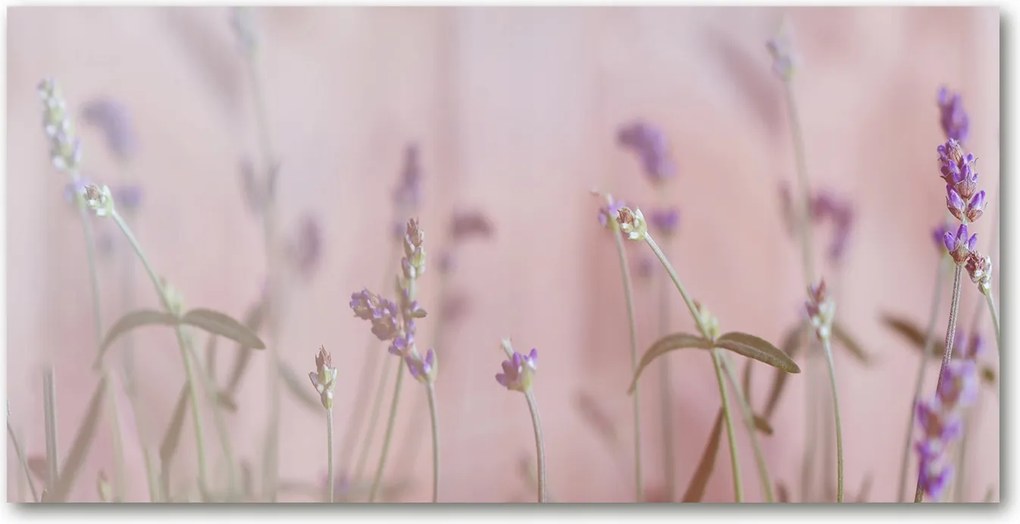 Fotótapéta falra edzett üveg Levendula 140x70