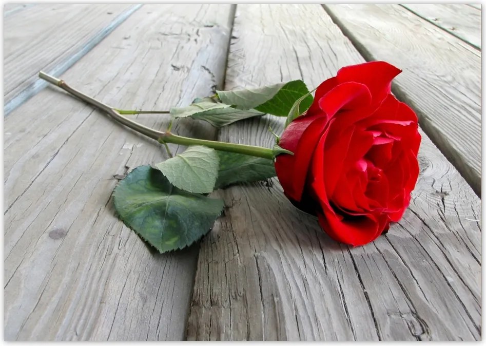 Fotótapéta flizelina 208x146 Vörös rózsa