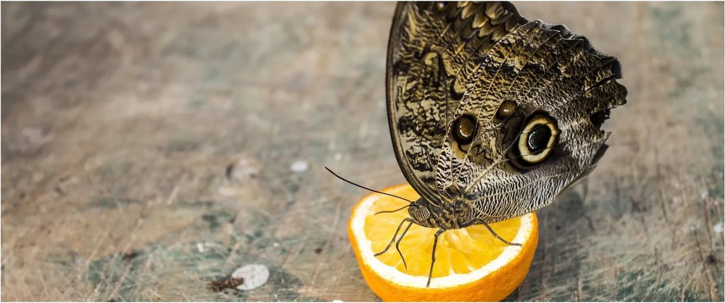 Pillangó képe (120x50 cm)